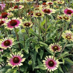 A swath of Green and Pink Coneflower plants.
