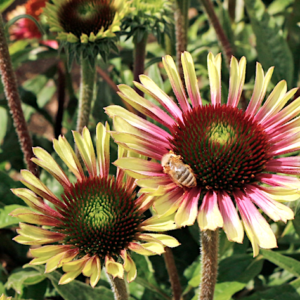 Green and Pink Echinacea flowers in full bloom.