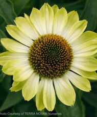 Green Coneflower green and yellow fully opened flower.
