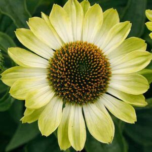 Green Coneflower green and yellow fully opened flower.