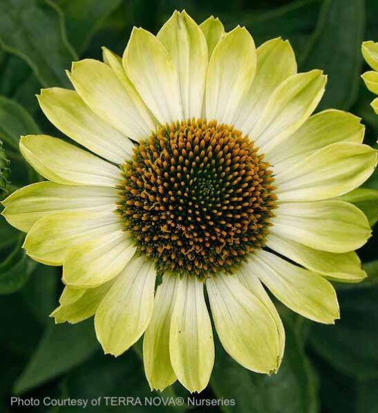 Green Coneflower green and yellow fully opened flower.