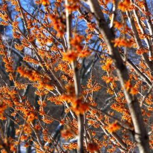 Hamamelis vernalis branches absolutely covered in rusty orange blossoms