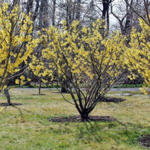 Hamamelis virginiana trees in bloom in winter.