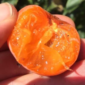 Hardy Persimmon cut in half to reveal orange coloured flesh.