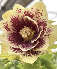 Hellebore Plant single bloom of buttercream yellow with burgundy wine speckles.