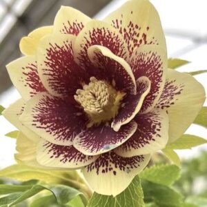 Hellebore Plant single bloom of buttercream yellow with burgundy wine speckles.