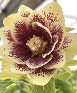 Hellebore Plant single bloom of buttercream yellow with burgundy wine speckles.