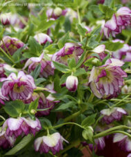 Helleborus Blushing Bridesmaid white double blooms with delicate raspberry-pink veining