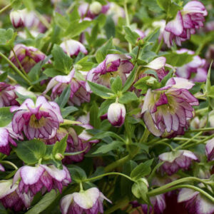 Helleborus Blushing Bridesmaid white double blooms with delicate raspberry-pink veining