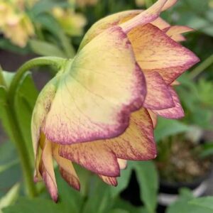 Nodding Helleborus 'First Dance' WEDDING PARTY Series bloom with buttery petals veined and edged in maroon.