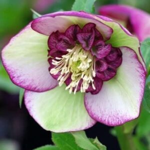 Pink and White Hellebore plants with nodding flowers with pink and white petals.
