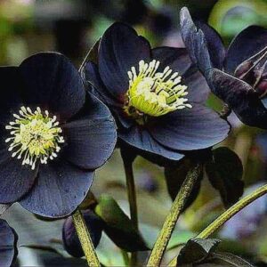 five-petaled bloom.
