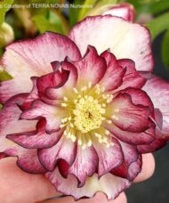 Helleborus north star garnet frills double bloom with ruffled white petals and rich garnet-red edges.