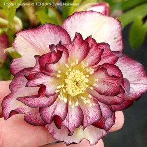 Helleborus north star garnet frills double bloom with ruffled white petals and rich garnet-red edges.