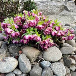 Helleborus north star garnet frills planting.