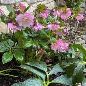 lightly veined Pink hellebore bloom.