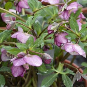 Paris in Pink Lenten Rose plant covered with nodding blooms.