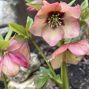 Helleborus tropical sunset plant in bloom.
