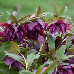fully double bloom in rich shades of maroon and burgundy and deep violet-tinged edging.
