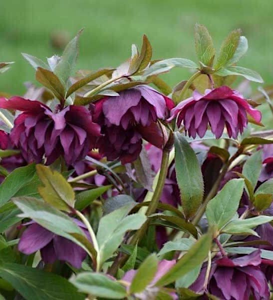True Love Hellebore (Lenten Rose) | Double Red Hellebore