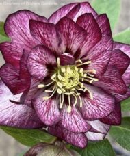 Helleborus whirlwind romance wedding party series beautiful white