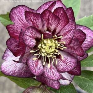 Helleborus whirlwind romance wedding party series beautiful white