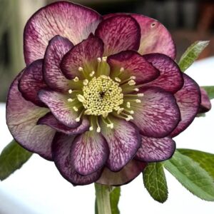 Whirlwind romance lenten rose heavily veined blooms with creamy stamens.