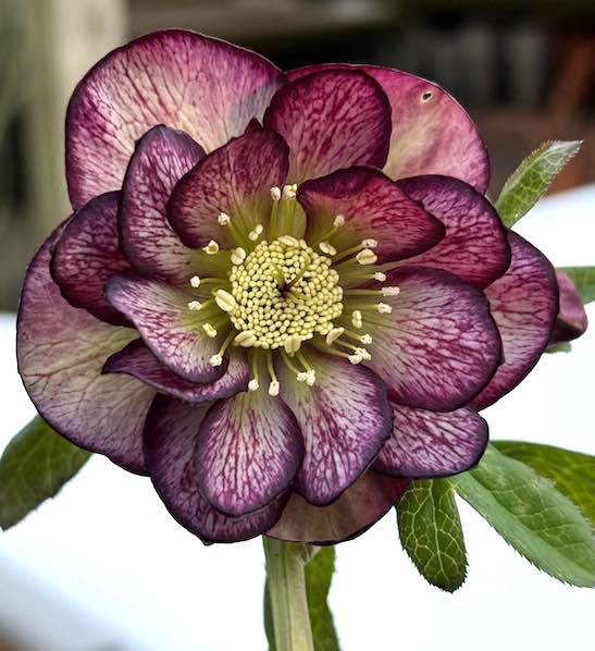 Helleborus 'Whirlwind Romance' | Whirlwind Romance Hellebore