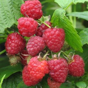 heritage raspberry plant berries.