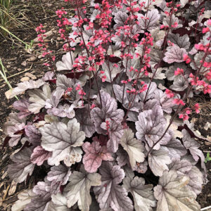 above iridescent silver foliage.
