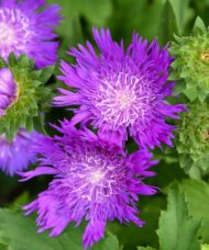 Honeysong purple stokes aster large