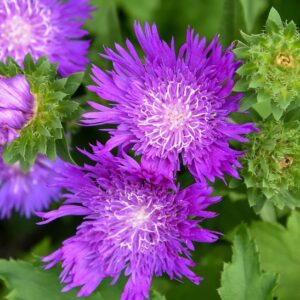 Honeysong purple stokes aster large