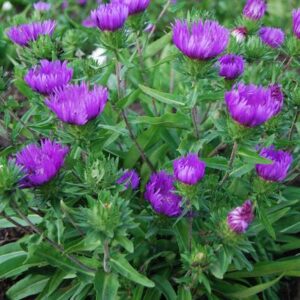 deep royal purple blooms.