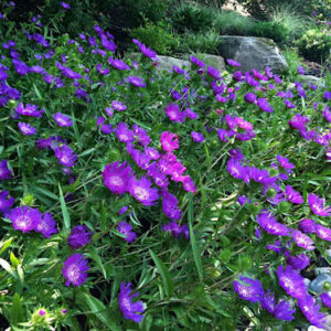A beautiful swath of Honeysong purple stokes aster plants in full bloom.