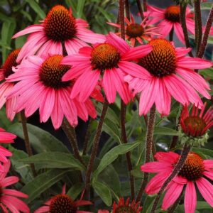 A swath of Hot Pink Echinacea watermelon-coral flowers with hot pink overtones surrounding a dark cone.