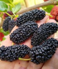 A handful of large