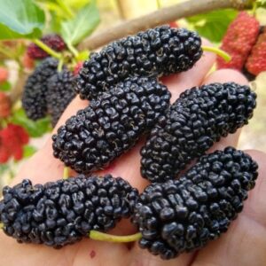 A handful of large
