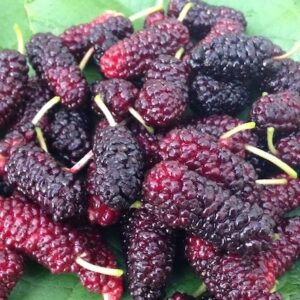 burgundy and black fruits on a plate of mulberry leaves.