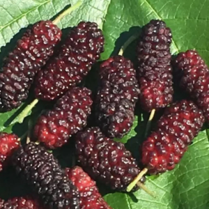 black Illinois everbearing mulberry.