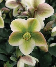 Ivory Prince Hellebore creamy white