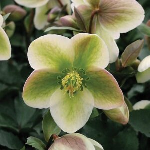 Ivory Prince Hellebore creamy white