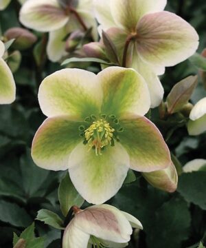 Ivory Prince Hellebore creamy white