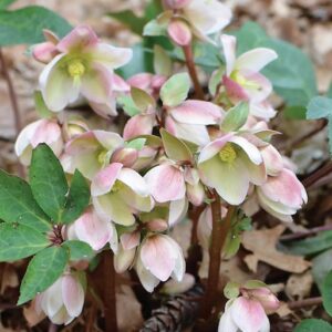 A mass of Helleborus Ivory Prince flowers with creamy white