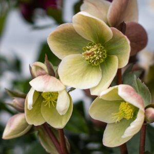 green and dusty pink petals.