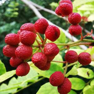 red fruits.