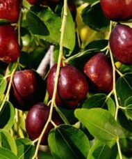 Jujube tree fruits hanging on long