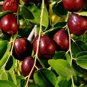 Jujube tree fruits hanging on long