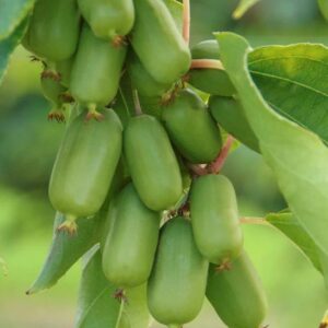 Jumbo Hardy Kiwi vine with a large yield of small