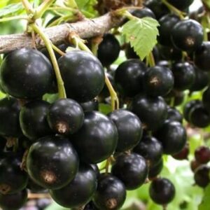 black fruit on the stem.