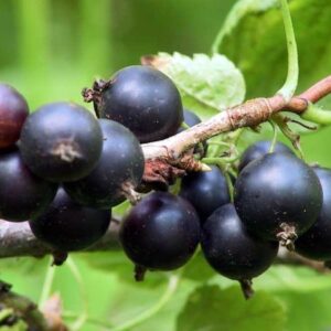 A mass of Katyusha black currant bush currants on the branch.